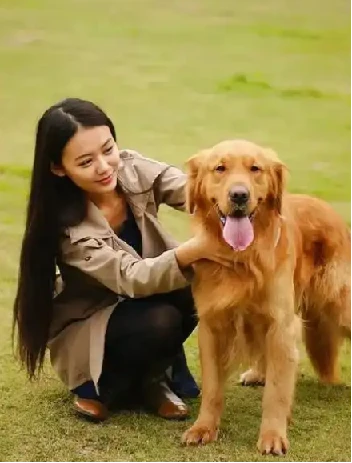 训狗教程视频 训狗师专业指导零基础自学宠物训练犬课程 图片