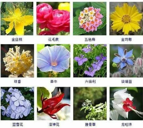 花百科:养花必备,涵盖海量花卉图鉴、专业养护建议、实用技巧及热门花卉推荐,专家在线答疑解难题 图片 花百科:养花必备,涵盖海量花卉图鉴、专业养护建议、实用技巧及热门花卉推荐,专家在线答疑解难题 图片